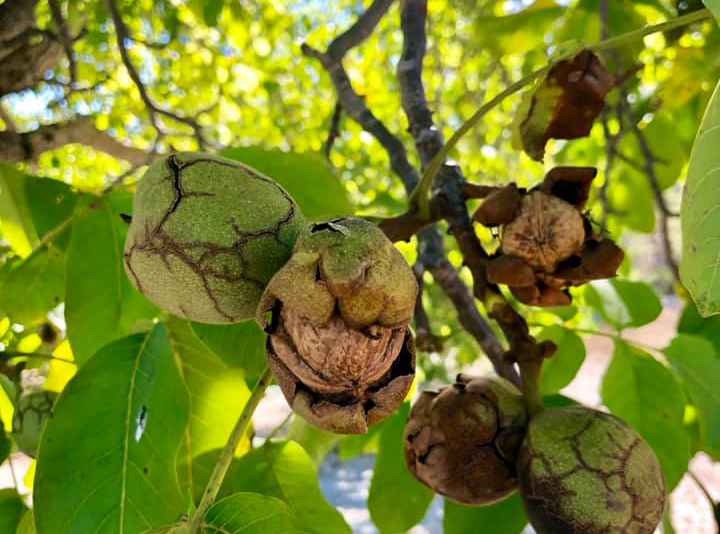 Producteur artisanale d'huile de noix bio